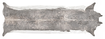 Super long Stretched Cowhide Rug