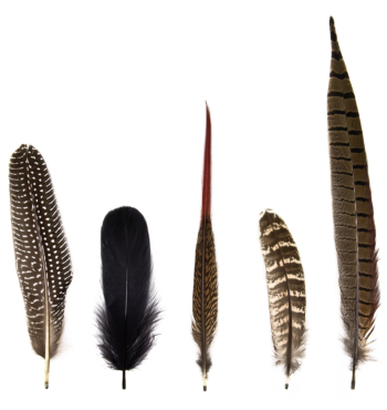 Magic Magnetic Feathers Woodland